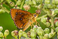 Common Chestnut Bob Iambrix salsala salsala