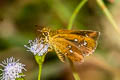 Common Chestnut Bob Iambrix salsala salsala