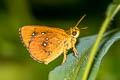 Common Chestnut Bob Iambrix salsala salsala