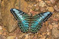 Common Clipper Parthenos sylvia silla