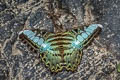 Common Clipper Parthenos sylvia silla