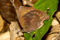 Common Falcate Oakblue Mahathala ameria ameria