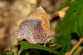 Common Falcate Oakblue Mahathala ameria ameria