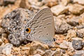 Common Forget-me-not Catochrysops strabo strabo