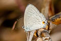 Common Forget-me-not Catochrysops strabo strabo