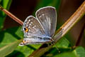 Common Forget-me-not Catochrysops strabo strabo