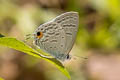 Common Forget-me-not Catochrysops strabo strabo