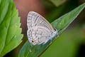 Common Forget-me-not Catochrysops strabo strabo