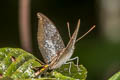 Common Grey Baron Euthalia anosia anosia