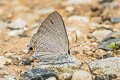 Common Guava Blue Virachola isocrates