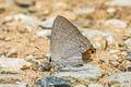 Common Guava Blue Virachola isocrates