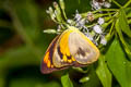 Common Orange Albatross Appias nero nero