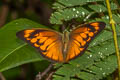 Common Orange Albatross Appias nero nero