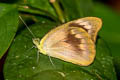 Common Orange Albatross Appias nero nero