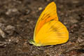 Common Orange Albatross Appias nero nero