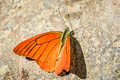 Common Orange Albatross Appias nero nero