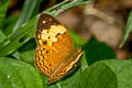 Common Rustic Cupha erymanthis erymanthis