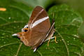 Common Tailed Judy Archigenes neophron gratius