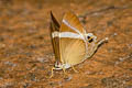 Common Tailed Judy Archigenes neophron gratius