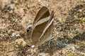 Common Tailed Judy Archigenes neophron gratius