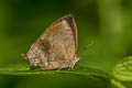 Common Acacia Blue Surendra quercetorum quercetorum