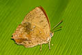 Common Acacia Blue Surendra quercetorum quercetorum