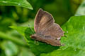 Common Acacia Blue Surendra quercetorum quercetorum