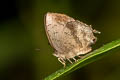 Common Acacia Blue Surendra quercetorum quercetorum