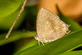 Common Acacia Blue Surendra quercetorum quercetorum