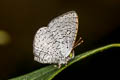 Common Apefly Spalgis epius epius