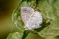 Common Apefly Spalgis epius epius