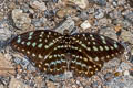 Common Archduke Lexias pardalis ssp.