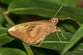 Common Banana Skipper Erionota thrax thrax (Palm Redeye)