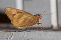 Common Banana Skipper Erionota thrax thrax (Palm Redeye)