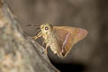 Common Banded Awl Hasora chromus chromus