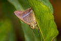 Common Banded Awl Hasora chromus chromus