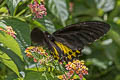 Common Birdwing Troides helena cerberus