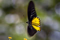 Common Birdwing Troides helena cerberus