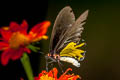 Common Birdwing Troides helena cerberus