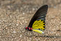 Common Birdwing Troides helena cerberus