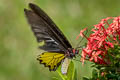 Common Birdwing Troides helena cerberus