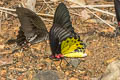 Common Birdwing Troides helena cerberus