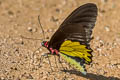 Common Birdwing Troides helena cerberus