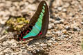 Common Bluebottle Graphium sarpedon luctatius