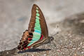 Common Bluebottle Graphium sarpedon luctatius