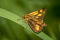 Common Bush Hopper Ampittia dioscorides camertes