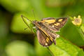 Common Bush Hopper Ampittia dioscorides camertes