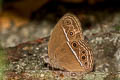 Common Bushbrown Mycalesis perseus tabitha