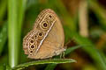 Common Bushbrown Mycalesis perseus tabitha