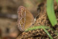 Common Bushbrown Mycalesis perseus tabitha